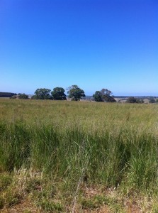 Curries Tall wheat grass hedges