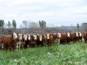 Cattle on fodder crop 