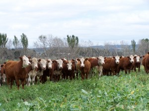 Cattle on fodder crop