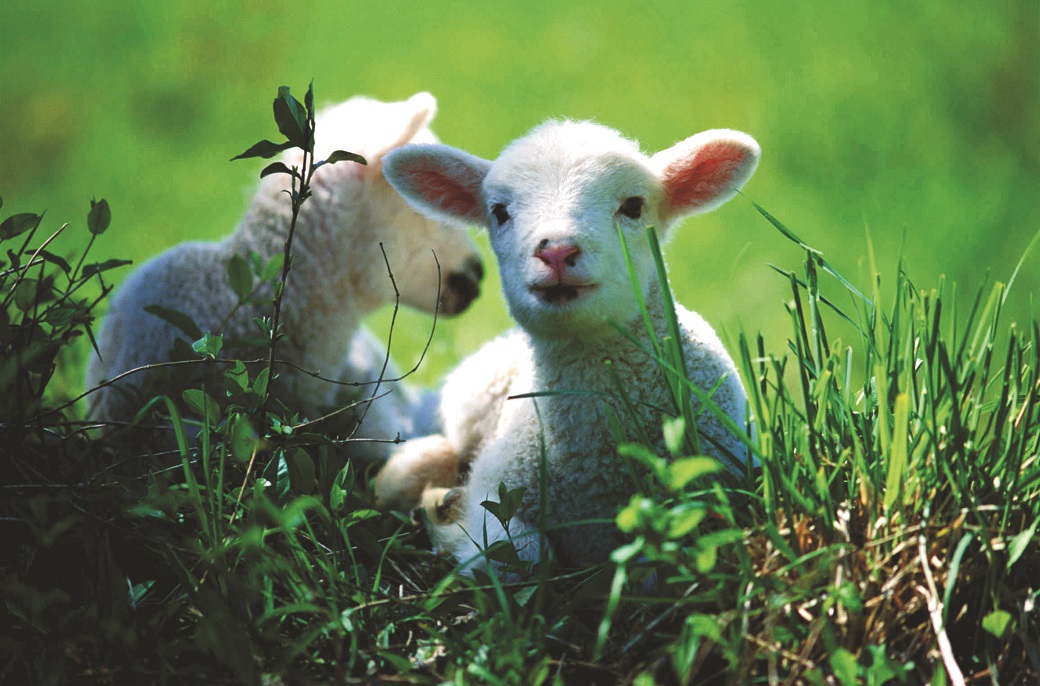 Twin lambs – up to 21 more foetuses per 100 ewes joined on lucerne compared to those grazed on dry pasture or cereal stubble Twin lambs – up to 21 more foetuses per 100 ewes joined on lucerne compared to those grazed on dry pasture or cereal stubble.