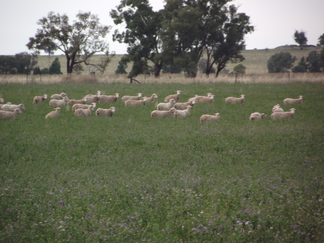 Ewes grazing green lucerne for one week prior to joining and for the first week of joining resulted in 14% more lambs born Ewes grazing green lucerne for one week prior to joining and for the first week of joining resulted in 14% more lambs born