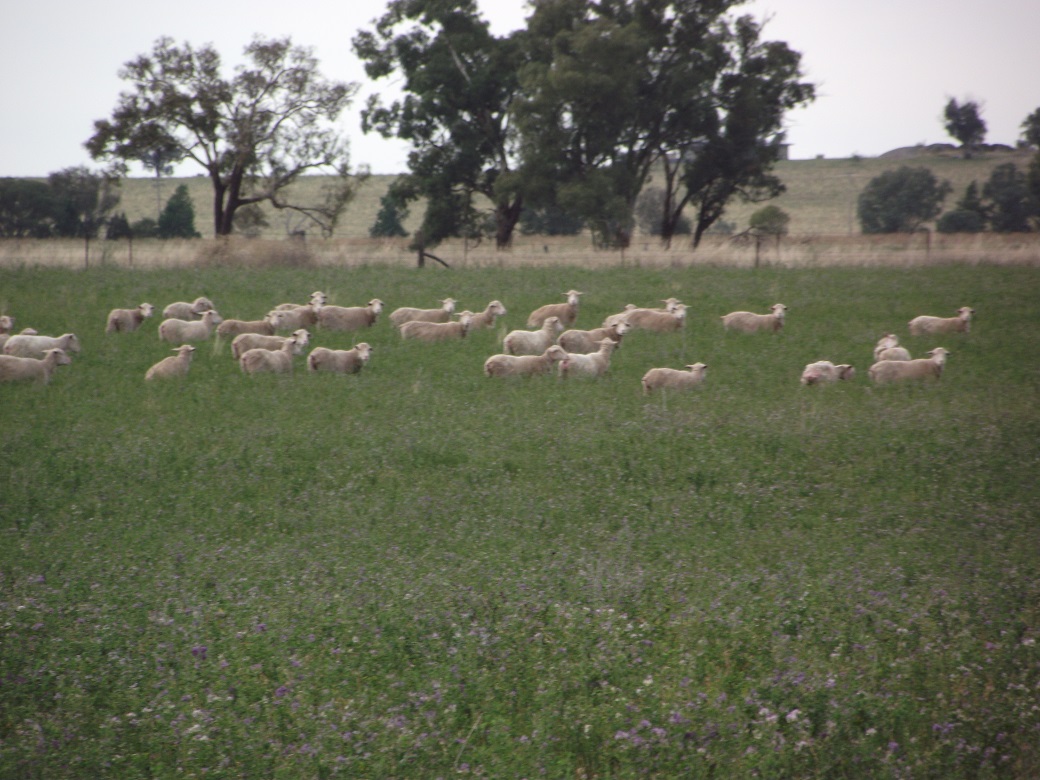 Ewes grazing green lucerne for one week prior to joining and for the first week of joining resulted in 14% more lambs born