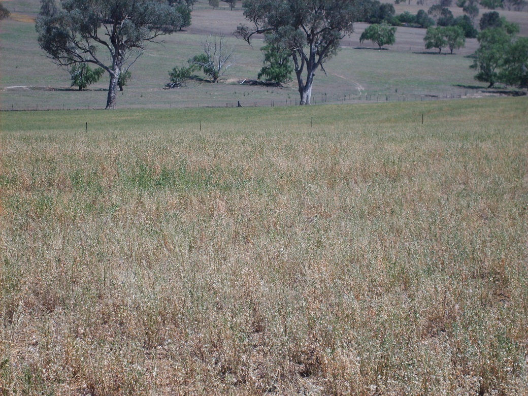 As little as 350 kg DM/ha of live green pasture was required to achieve a flushing effect As little as 350 kg DM/ha of live green pasture was required to achieve a flushing effect