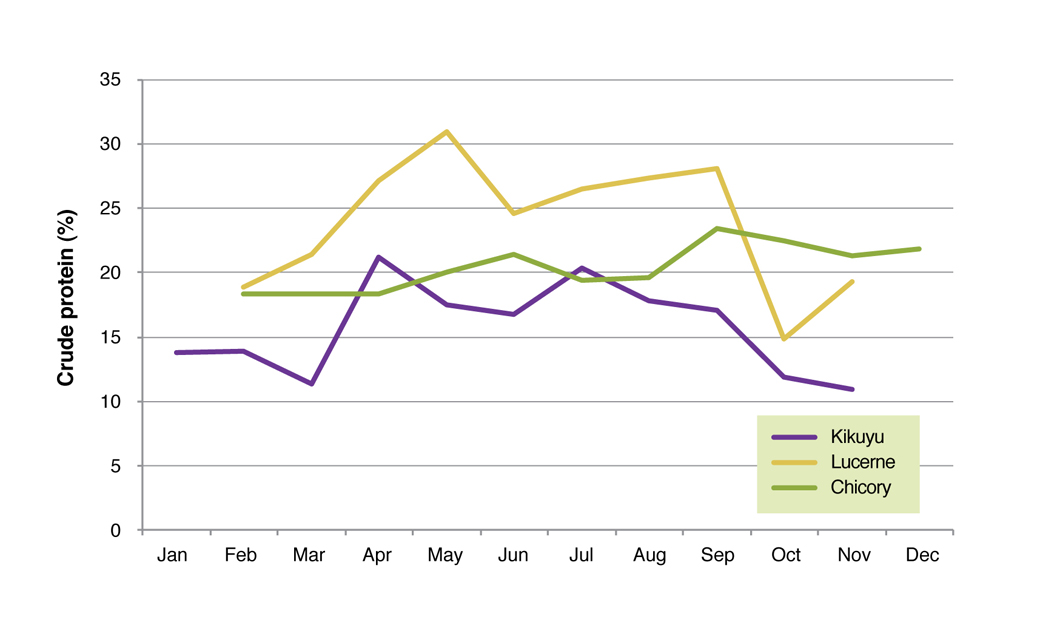 Figure 7. Crude protein (%) of kikuyu, lucerne and chicory averaged over 2006 to 2008 at the Proof Site in Wellstead.