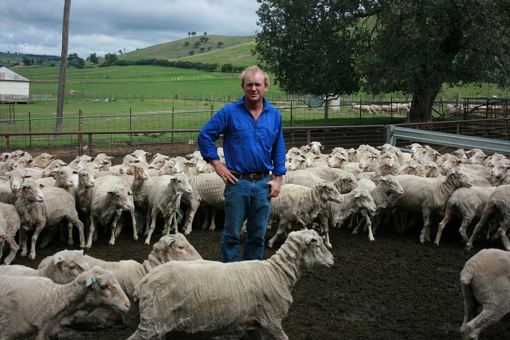 Chris Shannon grazes his ewes on lucerne to increase ovulation rates