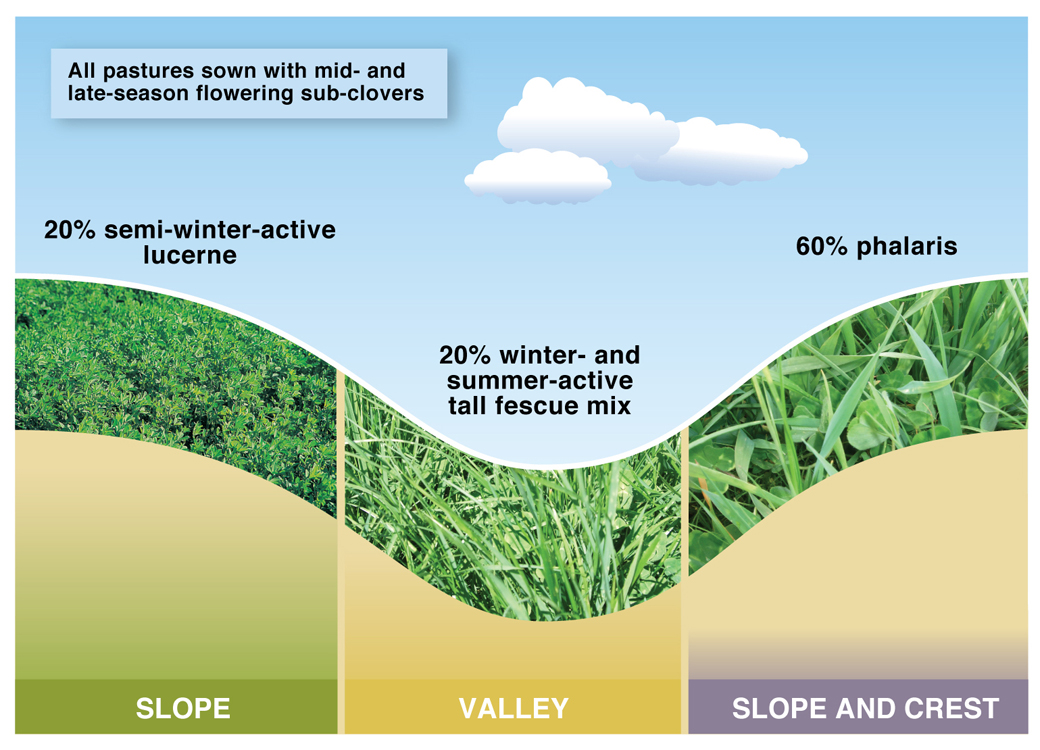 Figure 1. 20% lucerne pasture system at Wagga Wagga EverGraze Proof Site