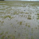 Used tall fescue to manage wet soils at Mt. Wallace