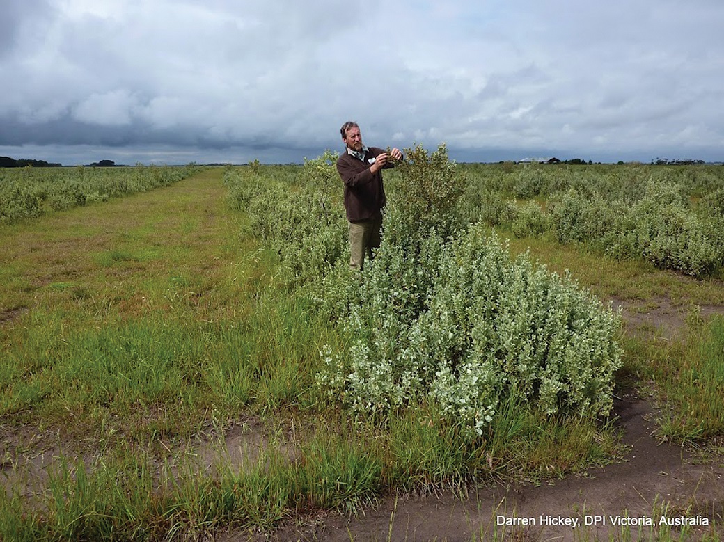 John Bowman, DPI Victoria, inspects saltbush at Rick Robertson’s Bengworden Supporting Site