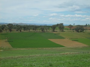 Systems with 40% and 20% lucerne were compared at the Wagga Wagga Proof Site