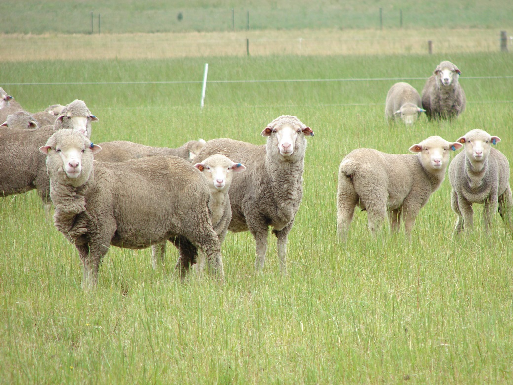 Ewes and lambs grazing on perennial ryegrass at Hamilton EverGraze Proof Site
