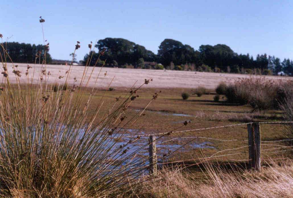 Low pasture production and spiny rush are typical of salt discharge areas in south-west Victoria.