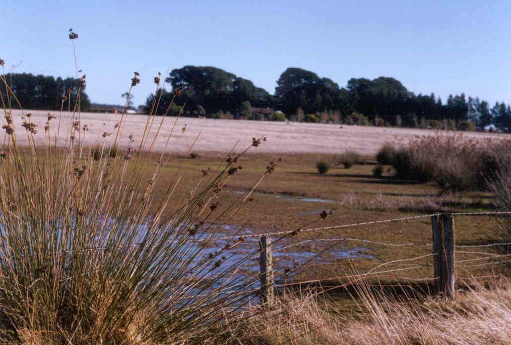 Low pasture production and spiny rush are typical of salt discharge areas in south-west Victoria Low pasture production and spiny rush are typical of salt discharge areas in south-west Victoria.