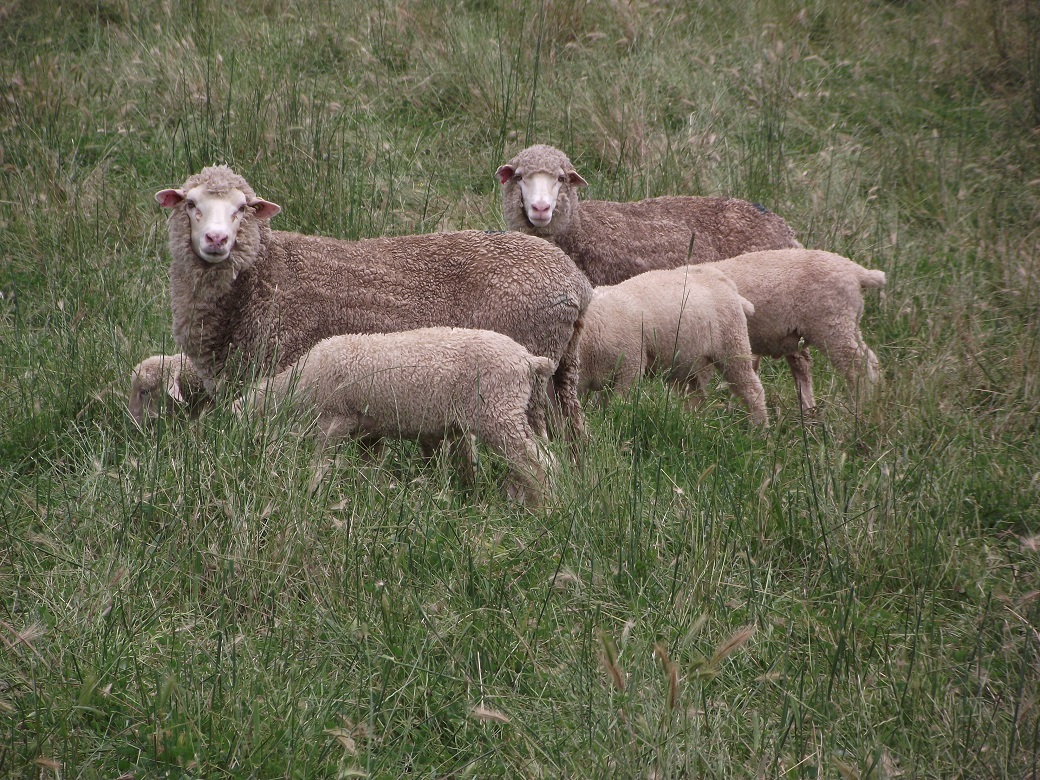 Merinos with prime lambs at Wagga Wagga Proof Site