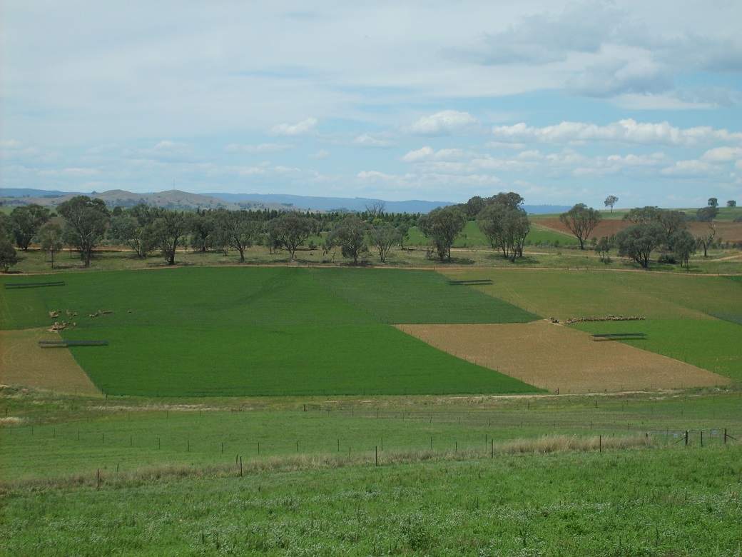 Systems with 40% and 20% lucerne were compared at Wagga Wagga Proof Site