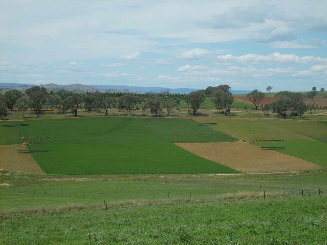 Systems with 40% and 20% lucerne were compared at Wagga Wagga Proof Site Systems with 40% and 20% lucerne were compared at Wagga Wagga Proof Site