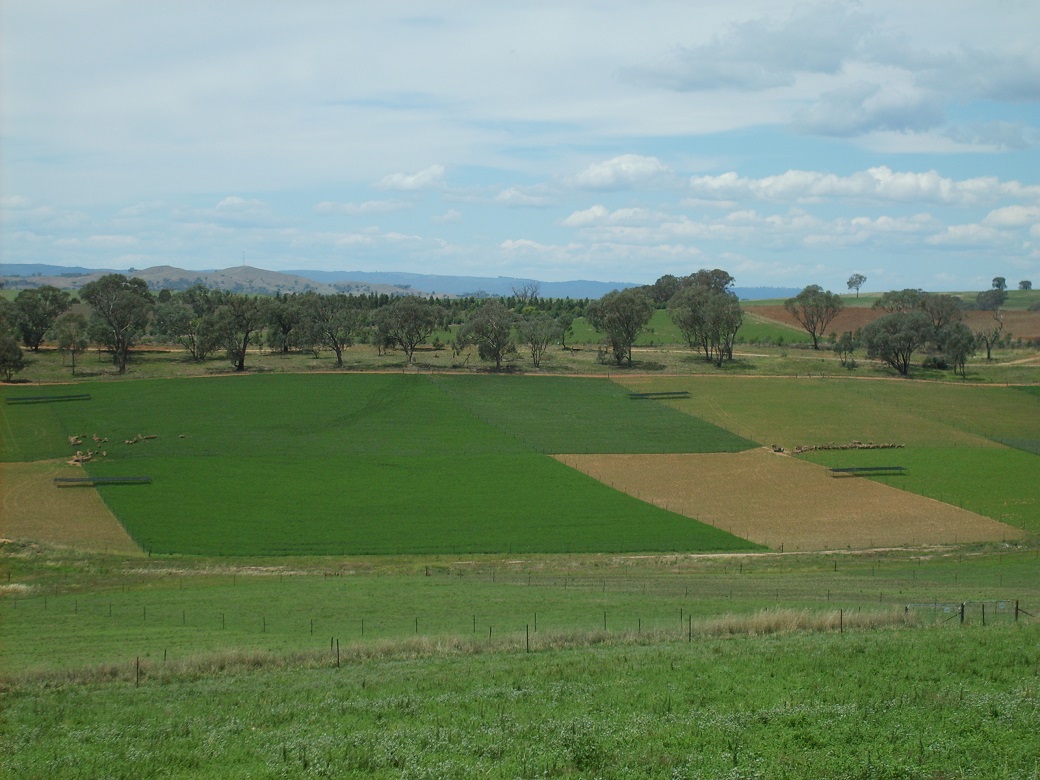 High 20% and 40% lucerne systems at the Wagga Wagga EverGraze Proof Site