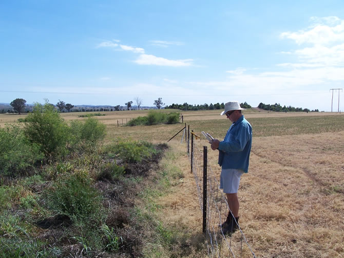 Acacia shrub belts planted at the Wagga Wagga Proof Site had no impact on pasture growth
