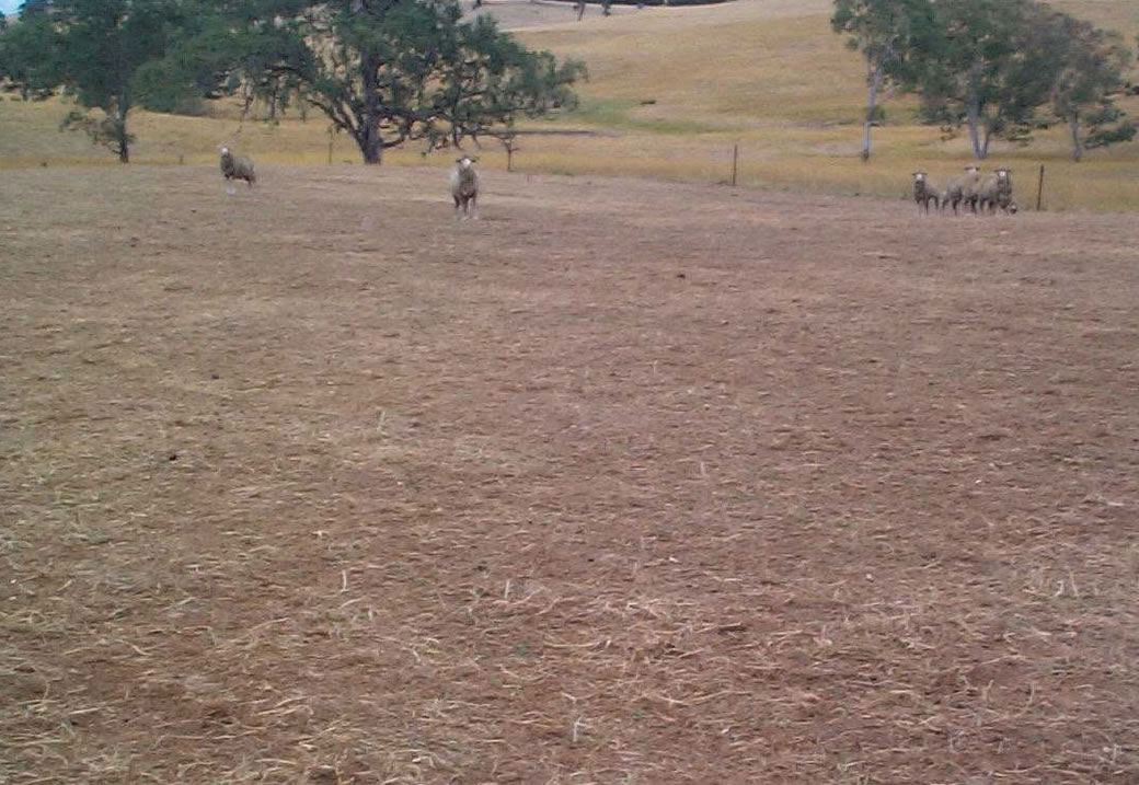 Continuous grazing treatment