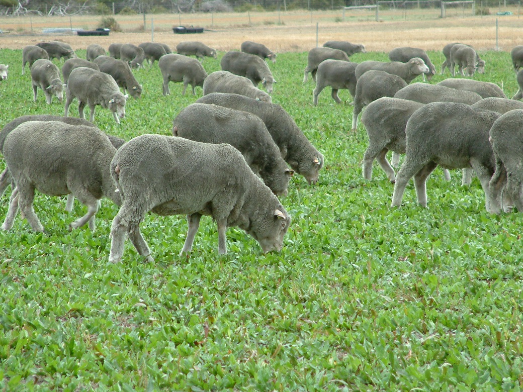 Chicory is a high quality feed scource able to increase ewe condition score in autumn.