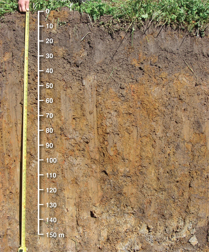 A heavier and wetter brown duplex soil on the valley floor at Hamilton EverGraze Proof Site A heavier and wetter brown duplex soil on the valley floor at Hamilton EverGraze Proof Site