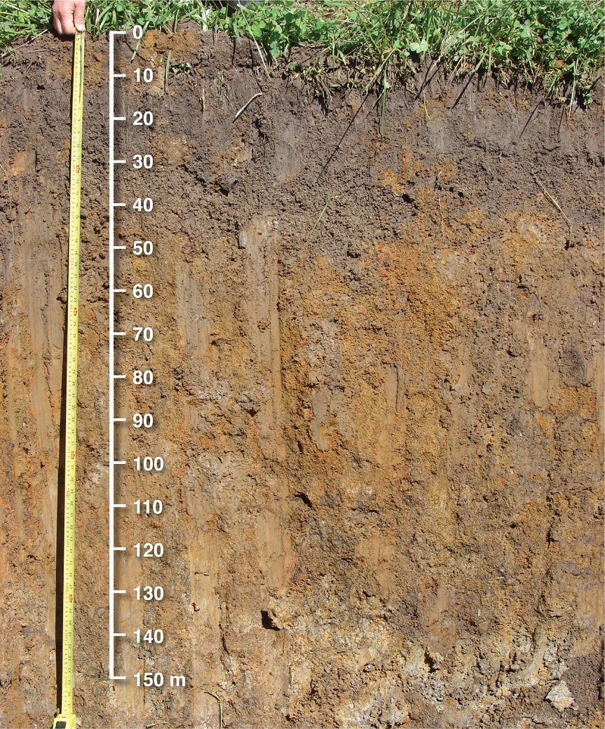 A heavier and wetter brown duplex soil on the valley floor at Hamilton EverGraze Proof Site