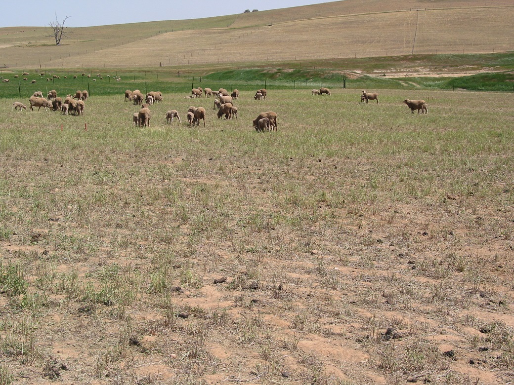 In dry years lucerne provided some extra grazing days compared to phalaris and fescue, but spring growth rates were poor (13 Oct 2006) In dry years lucerne provided some extra grazing days compared to phalaris and fescue, but spring growth rates were poor (13 Oct 2006)