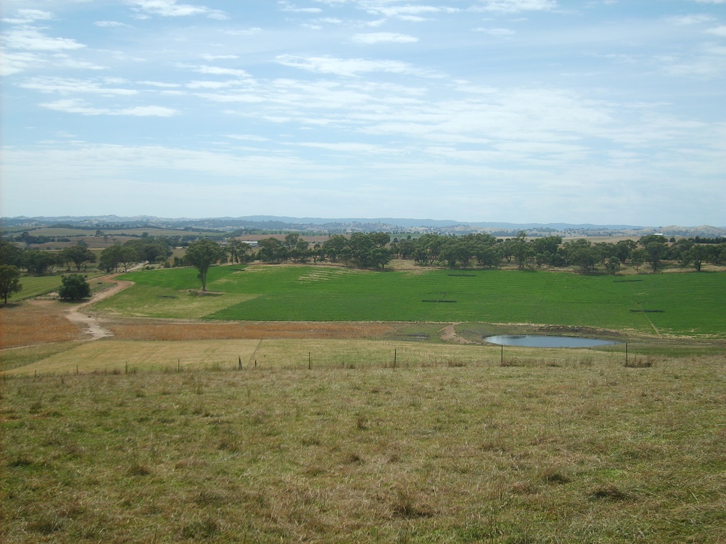 Wagga Proof Site Perennials, 25/11/2010