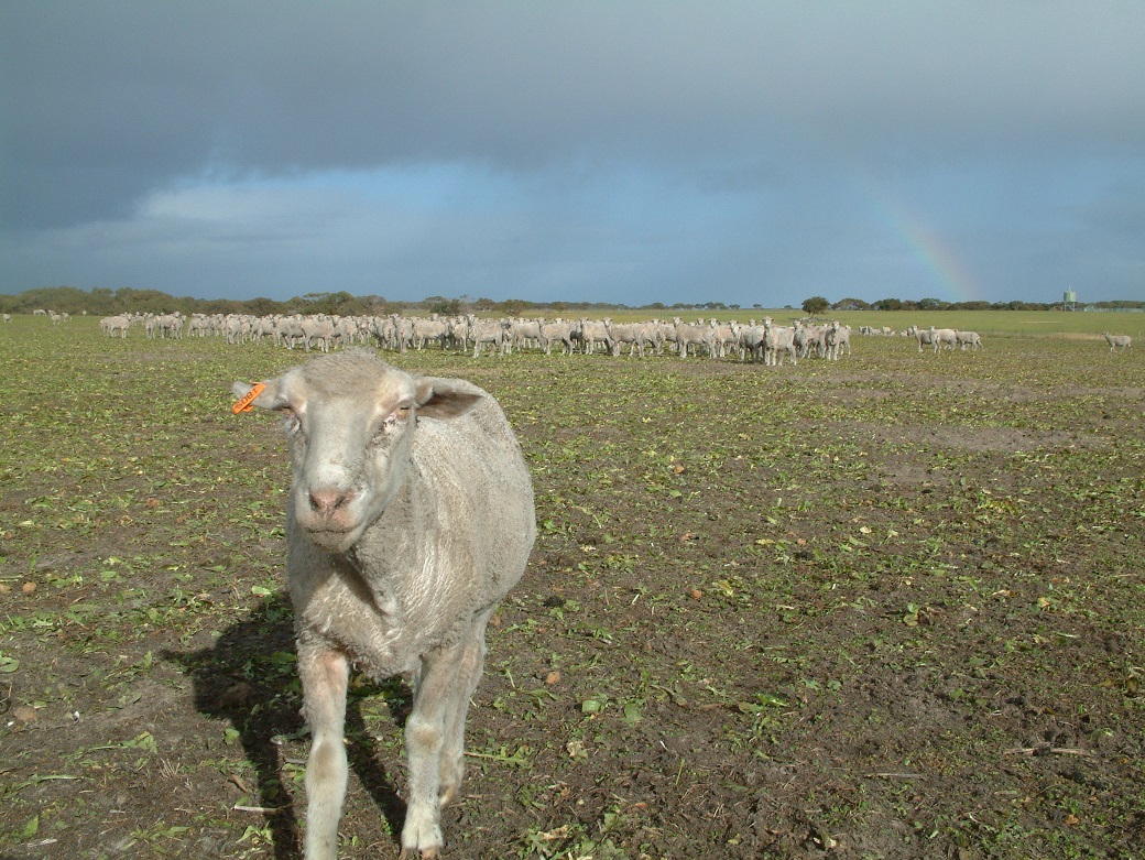 Pregnant ewe in autumn letting us know it is time to move to the next chicory paddock under the rotational grazing system.