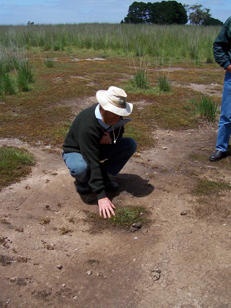 Bare saline discharge areas become susceptible to erosion