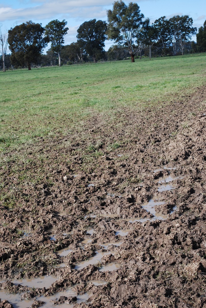 Low-lying soils can become waterlogged and prone to pugging.