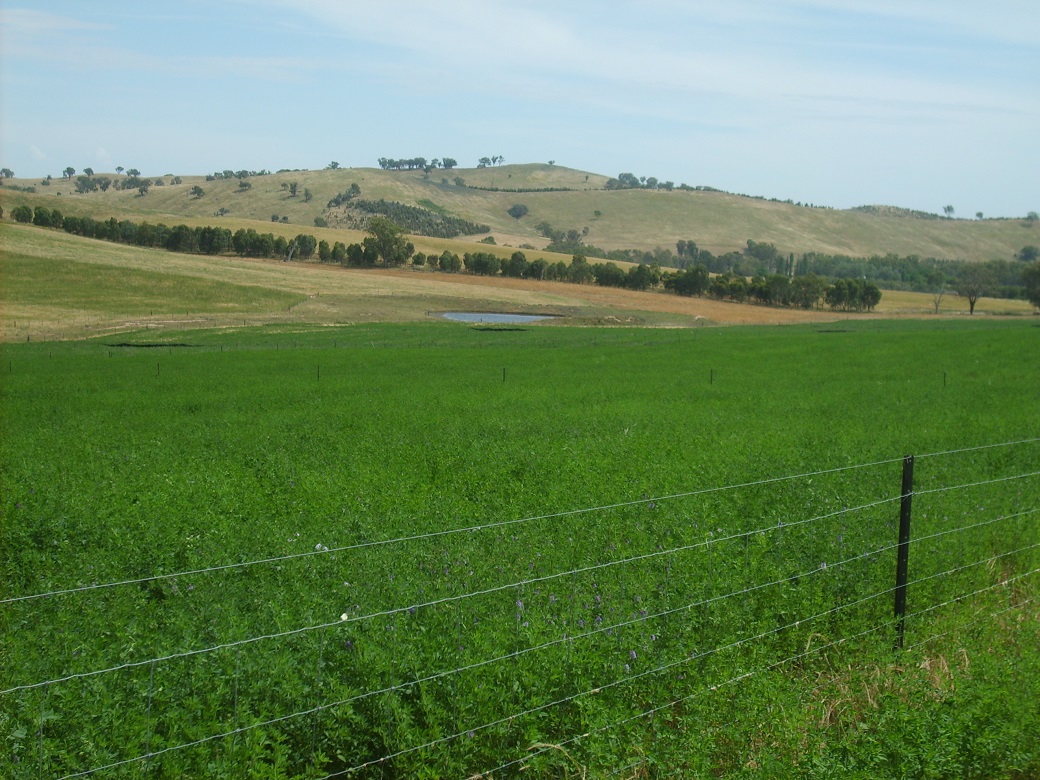 In years with good spring/summer rainfall, lucerne provides quality feed for grazing weaners (25 Nov 2010)