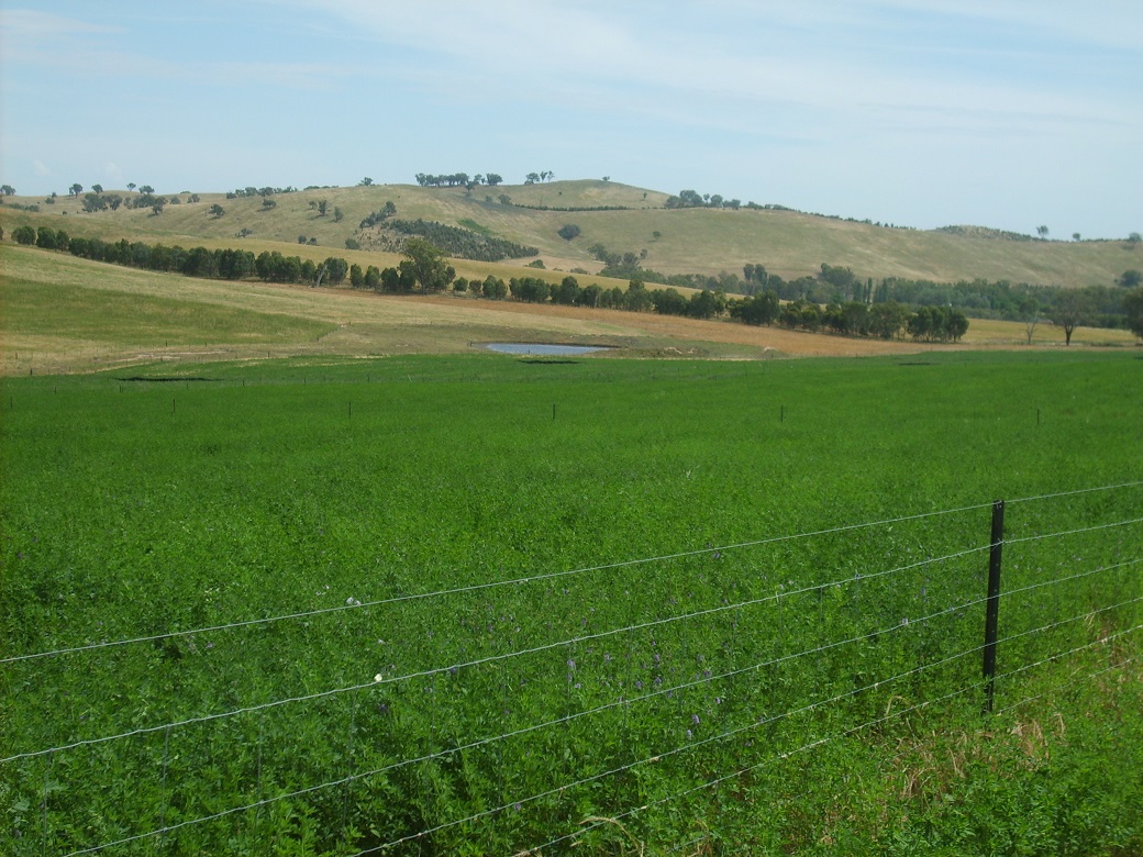 In years with good spring/summer rainfall, lucerne provides quality feed for grazing weaners (25 Nov 2010) In years with good spring/summer rainfall, lucerne provides quality feed for grazing weaners (25 Nov 2010)