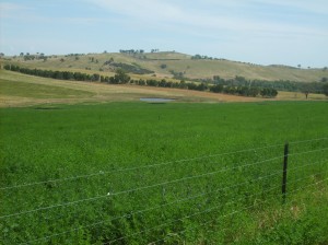 Lucerne, planted on red chromosol mid-slopes at Wagga Wagga persisted for more than eight years.