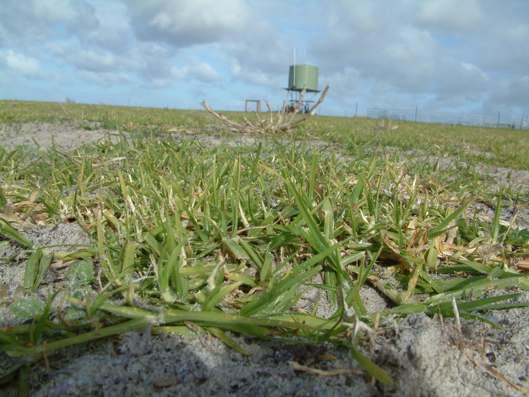 Kikuyu plays an important role in maintaining ground cover and providing out-of-season feed for maintenance of ewes.