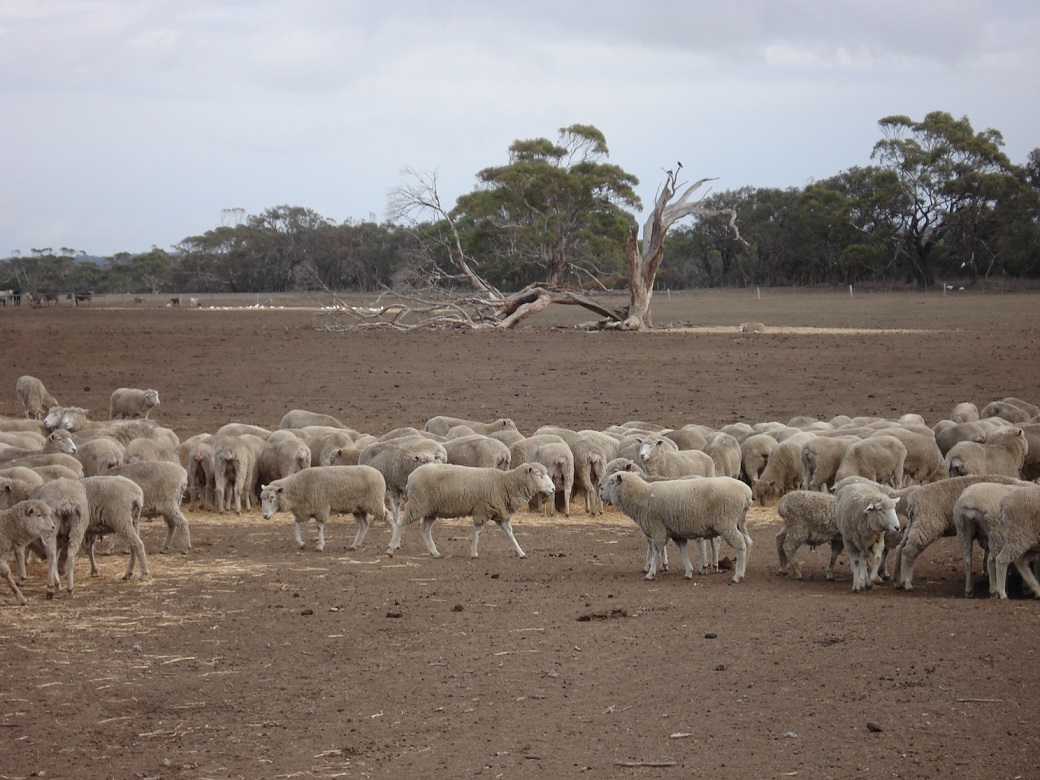 Groundcover is lost making soils susceptible to wind erosion in the 2007 drought near Geelong Groundcover is lost making soils susceptible to wind erosion in the 2007 drought near Geelong