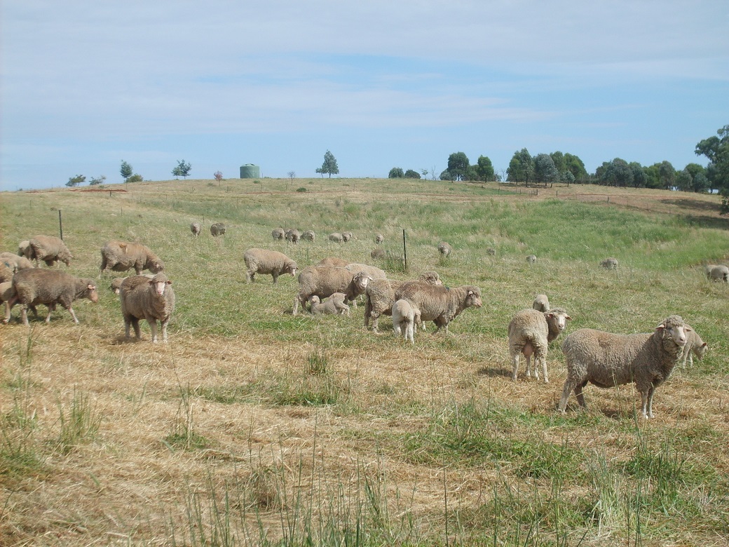 Phalaris pastures mature in spring and their nutritive value for lambs declines