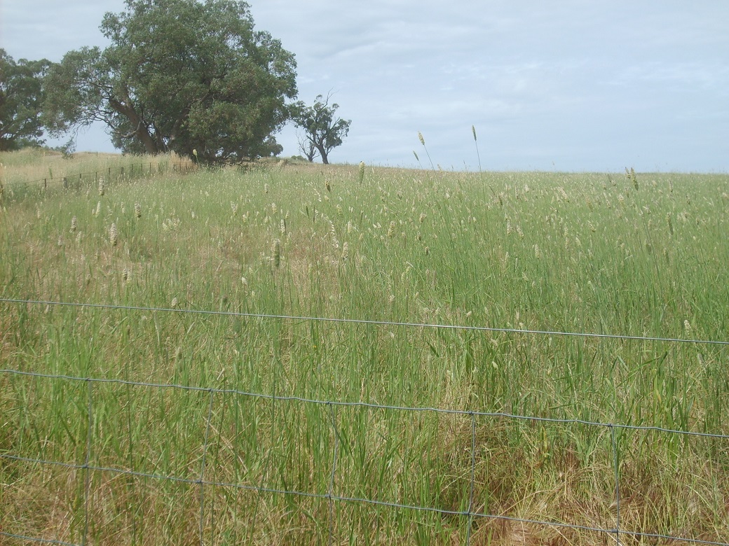 Phalaris in November 2010, five years after establishment