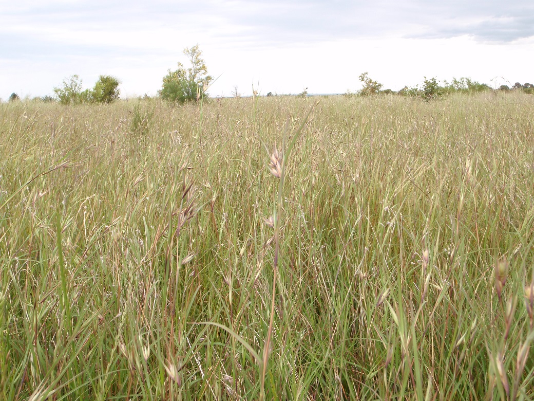 Native grasslands a biodiversity asset in south-west Victoria Native grasslands a biodiversity asset in south-west Victoria