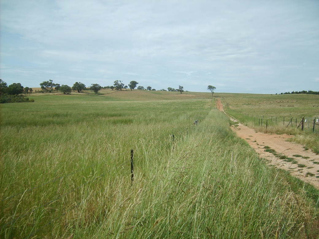 Tall fescue in November 2010, five years after establishment