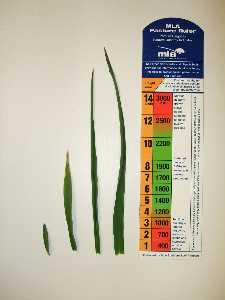 The four leaves of a phalaris tiller in autumn. Each leaf is bigger than the last. It’s important to rest to maximise growth and persistence, especially in autumn.