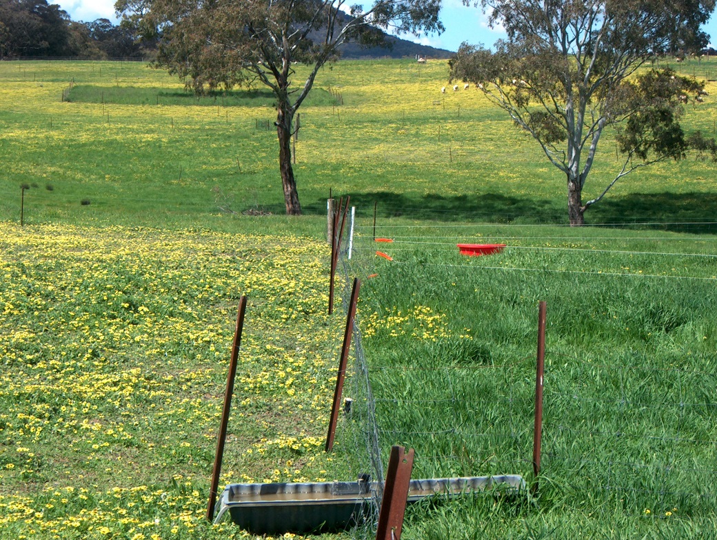 Capeweed and sub clover dominated the continuous grazed plots (left) whereas intensive rotation plots were made up of phalaris and sub clover (right). Both treatments had similar amounts of annual grasses such as barley grass.