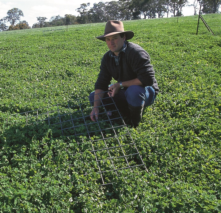 Phalaris basal cover declined in the continuous grazed treatment.