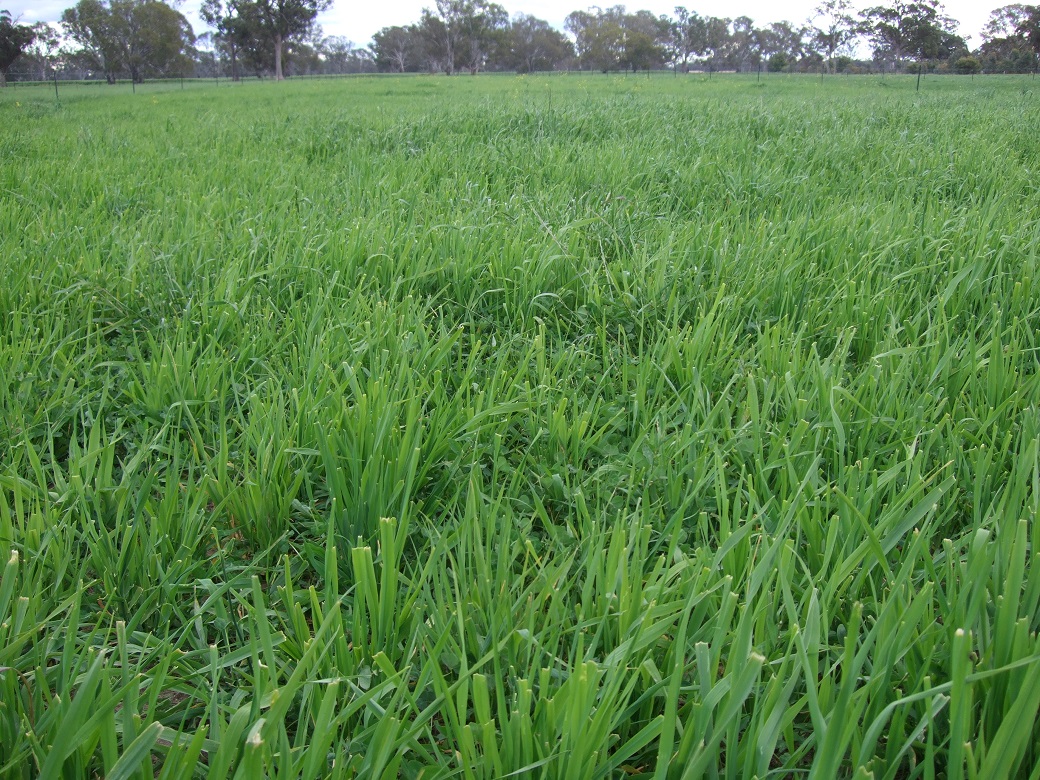 Productive and persistent phalaris sub clover pasture