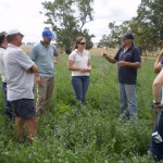 Rob Vearing with EverGraze team members discussing the value of including lucerne in his system for finishing lambs in good springs at Mooneys Gap.