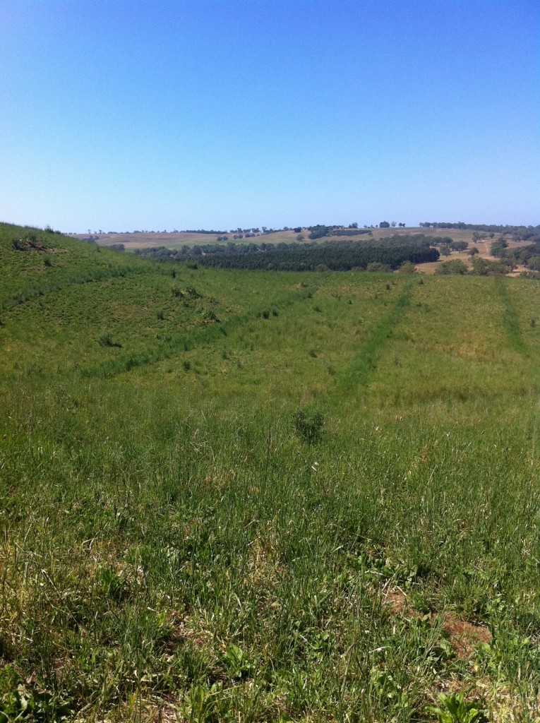 Tim Currie established tall wheat grass hedges at Casterton to improve lamb survival – supporting findings from the Hamilton EverGraze Proof Site.