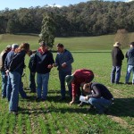 Tallangatta Valley EverGraze Supporting Site