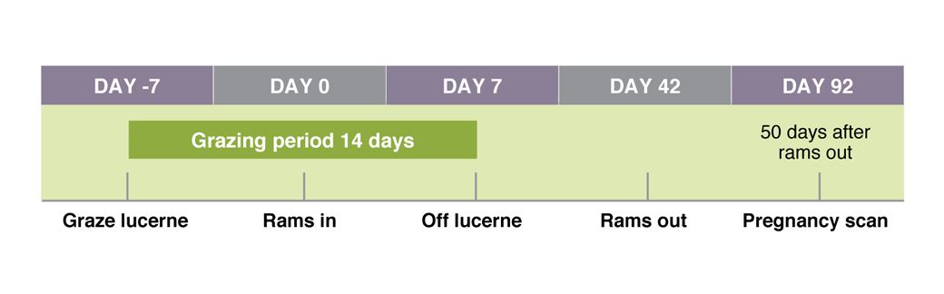 Time-line of events for flushing using lucerne or other green feed Figure 2. Time-line of events for flushing using lucerne or other green feed