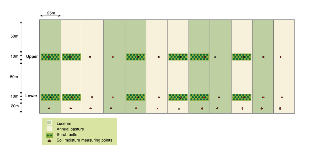 The hillslope hydrology experiment (areas shaded green are lucerne treatments) Figure 1. The hillslope hydrology experiment (areas shaded green are lucerne treatments).