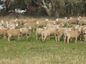 Lambs graze the phalaris site at Mooney’s Gap