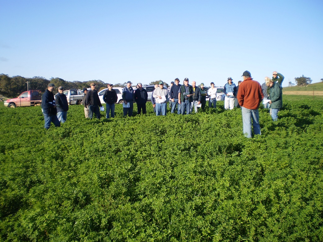 Rod Vearing discusses his lucerne site with the Perennial Psture Systems group in October 2010 during an exceptional season.